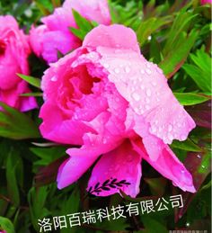 緣何洛陽(yáng)“花開(kāi)時(shí)節動(dòng)京城”